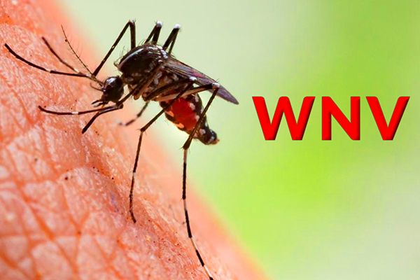 7-Yr-Old Dies of West Nile Fever in Kerala