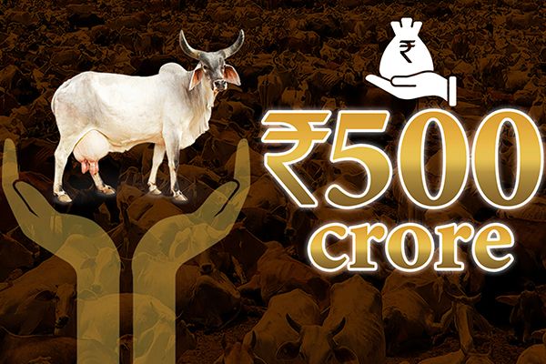 Govt Funds Cow Excreta Start-Ups