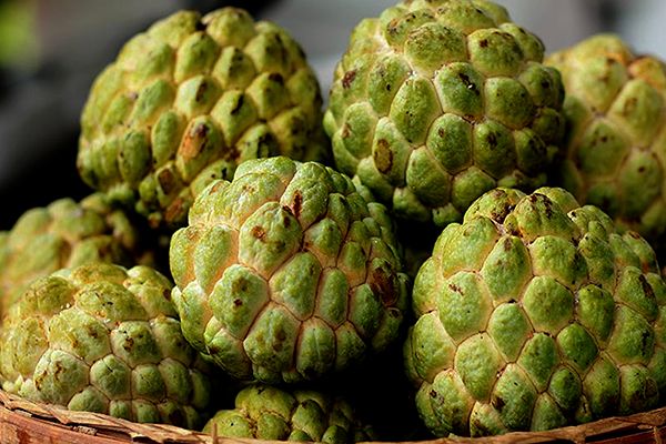 6 Health Benefits of Custard Apple