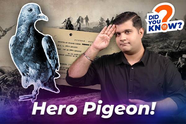 A Pigeon Who Saved The American Soldiers During World War 1